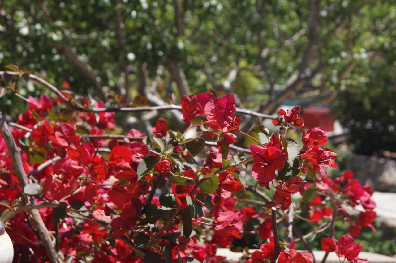 Les Jardins De Santa Giulia - Charmante Chambre D'Hote 2 Porto-Vecchio  Dış mekan fotoğraf
